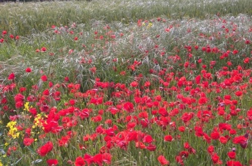 Basf lanza PicoMax, una formulación innovadora para el control de la amapola resistente