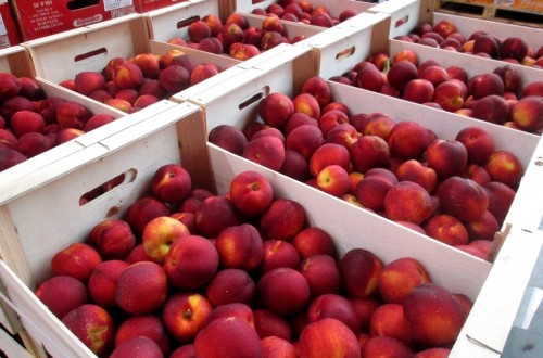 La situación de la fruta de hueso en las IV Jornadas Técnicas de Fruticultura