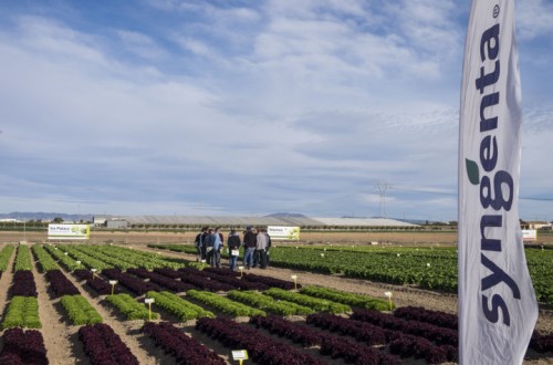 Syngenta amplía su oferta en variedades de lechuga, escarola, espinacas y brassicas