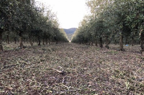 Todolivo logra una huella de cabrono positiva con su sistema de poda para el olivar en seto