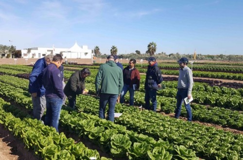 Nuevas lechugas de Bayer completan el calendario de suministro combinando la producción en varios países