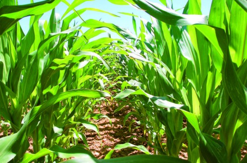 Fertilización del maíz en regadío con un objetivo productivo elevado