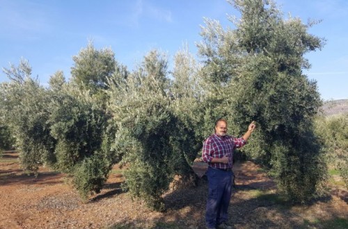 Antonio Lozano, un agricultor convencido de la eficacia de los fertilizantes de Yara para el olivo