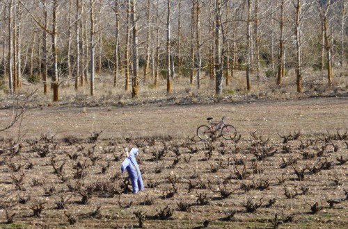 Fuerte aumento del paro agrario por fin de tareas agrícolas en febrero