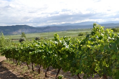 Las nuevas plantaciones en la DO Cava. Por Jaime Lamo de Espinosa