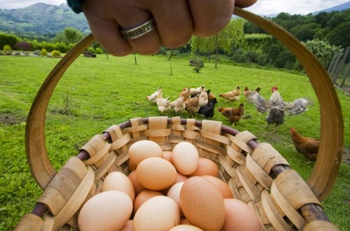 Gallinas con los huevos bien puestos