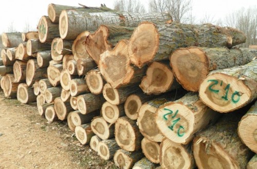 II Simposio Nacional del Chopo, cita sobre la importancia de la populicultura en la industria de la madera