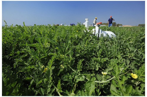 Ligero aumento del paro agrario y caída de la afiliación a la Seguridad Social en marzo