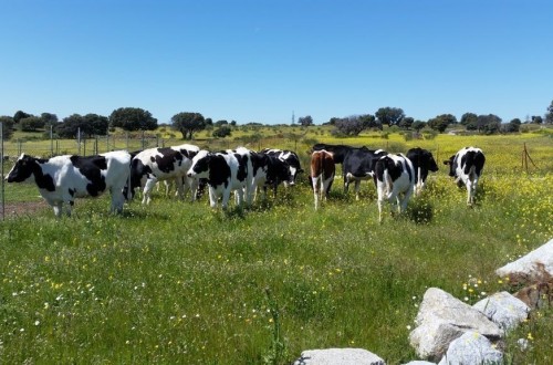 Unión de Uniones anima a los ganaderos a reclamar su indemnización por los abusos de la industria láctea