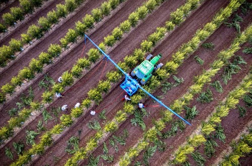 Galpagro lidera el proyecto europeo Life Resilience sobre prevención de la Xylella