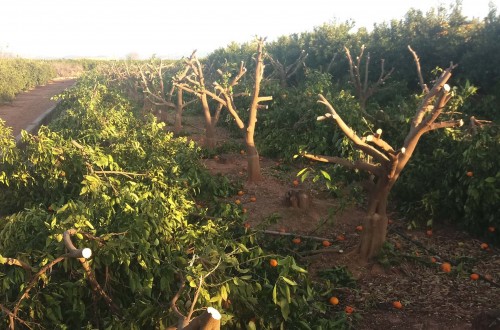 Inician 92 acciones legales por explotación ilegal de la mandarina Orri