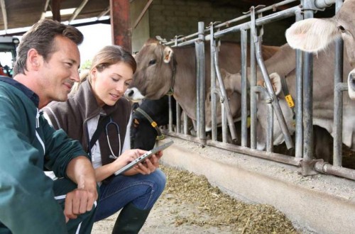 Control electrónico de uso de antibióticos en explotaciones de ganado para producir alimentos de consumo humano