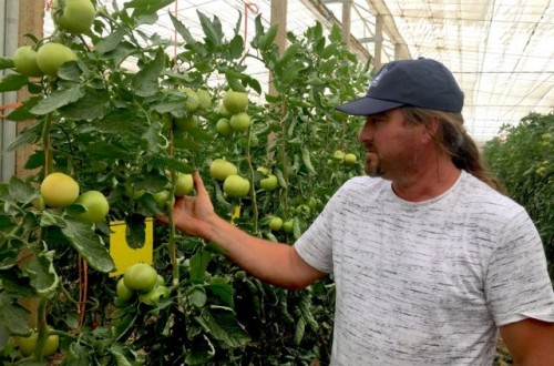 Indalecio Amat, alto rendimiento en hortícolas de invernadero