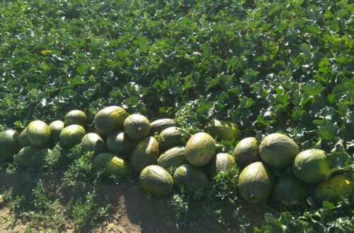 Un estudio del Imidra demuestra la eficacia de AgriAlgae en el cultivo del melón