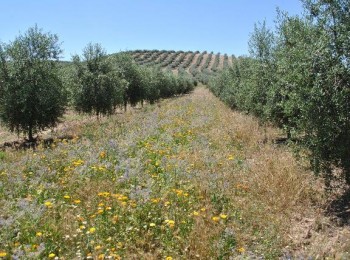 Hacia una necesaria integración eficaz entre agricultura y apicultura