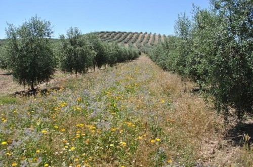 Hacia una necesaria integración eficaz entre agricultura y apicultura