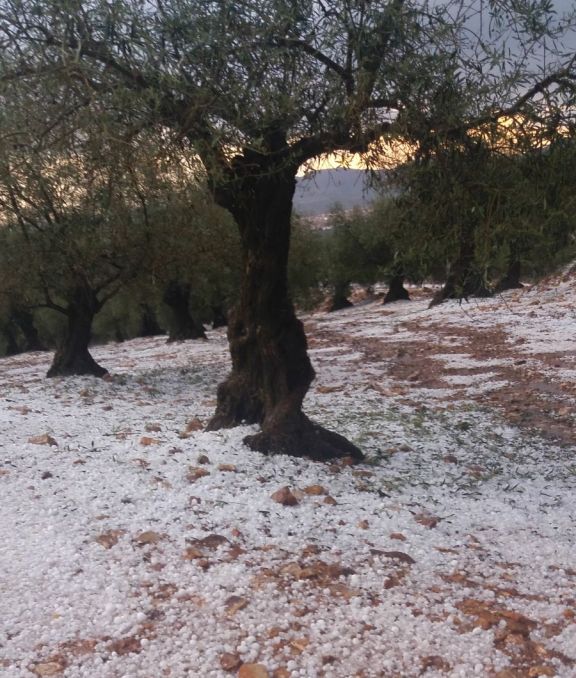 Granizo y heladas afectaron a diversos cultivos en Castilla-La Mancha y Extremadura