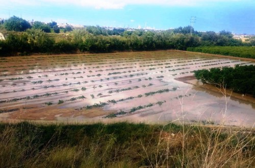 AVA-ASAJA estima en 13 M€ las pérdidas en el campo valenciano por el granizo