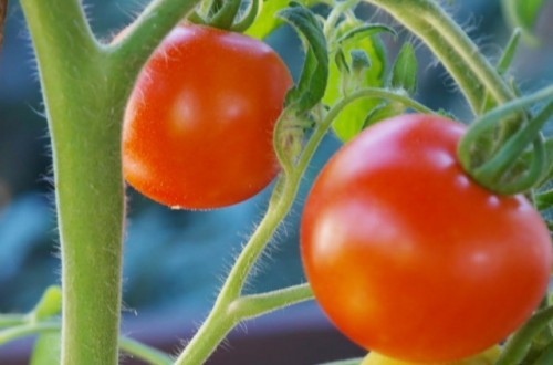 El Imidra confirma la eficacia de AgriAlgae en el cultivo de tomate