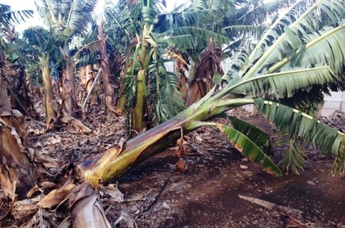 La climatología provoca una fuerte caída de la producción de Plátano de Canarias