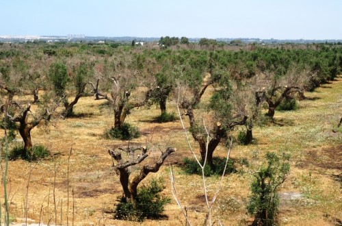 AVA-ASAJA denuncia que la UE no detectó la presencia de Xylella en las importaciones vegetales