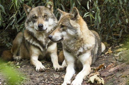 UGAMA critica la iniciativa de lanzar una marca de productos ganaderos que conviven con lobos