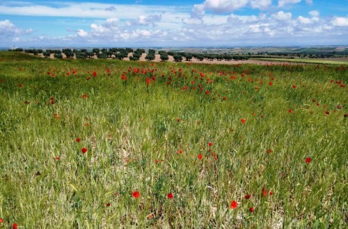 Castilla y León: nuevo plazo a los agricultores para que se incorporen a los compromisos medioambientales y climáticos