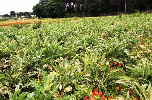 La producción ecológica mantuvo en el pasado año un crecimiento sostenido