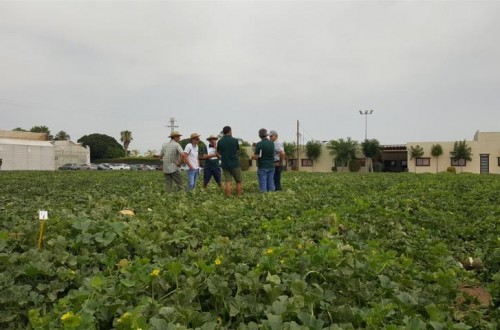 Nuevas variedades de sandía y melón de Nunhems