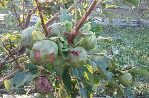 Pérdidas millonarias por pedrisco en la Ribera valenciana