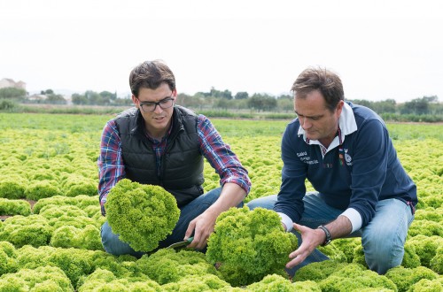 Las variedades de lechuga de Bejo son resistentes a las nuevas cepas de Bremia