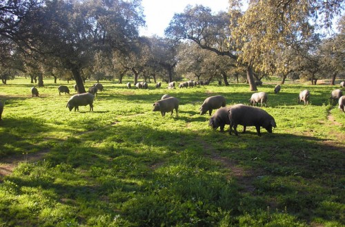 Nace el grupo operativo GO HAz-Ibérico para evaluar el impacto ambiental del cerdo en dehesa