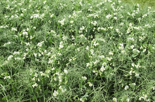 Un agricultor toledano, condenado por usar una variedad protegida de leguminosas