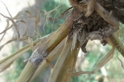 Medidas de control de las enfermedades del pie en cereales de invierno