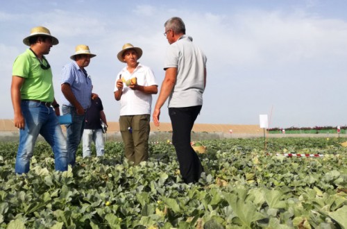 Más de 200 profesionales asisten a los Cucurbits Open Days de Sakata