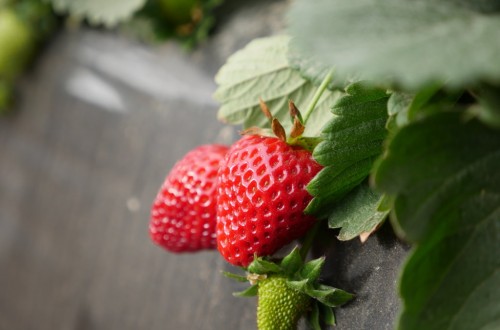 Los bioestimulantes mejoran los valores nutricionales de la fresa, su productividad y su vida útil