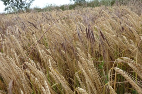 Control de malas hierbas gramíneas en cereal de invierno