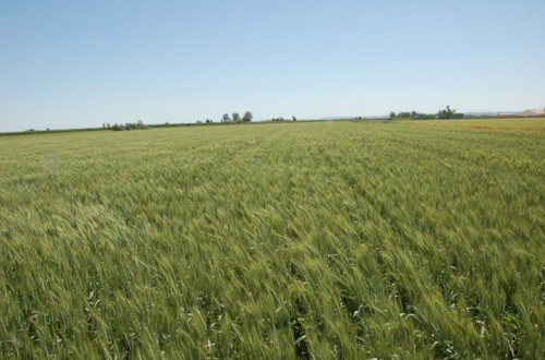 Directrices para la fertilización de la cebada y el trigo con objetivos productivos variables