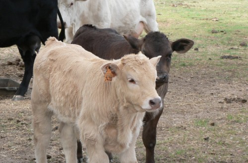 Promanbov, nuevo grupo operativo para la promoción del uso prudente de antimicrobianos en vacuno de carne