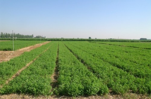 Efectos de la densidad de siembra en el cultivo de la alfalfa