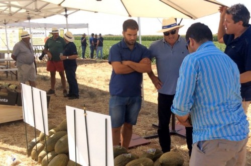 Airén y Macabeo, la nueva genética en melón piel de sapo de Syngenta