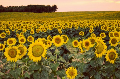 AFOEX sale al paso de «desinformaciones» sobre el precio del girasol