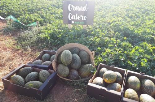 Grand Calero, la nueva variedad de melón piel de sapo de Sakata