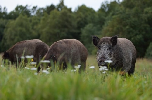 Temor en el sector porcino español ante los casos de PPA en Bélgica