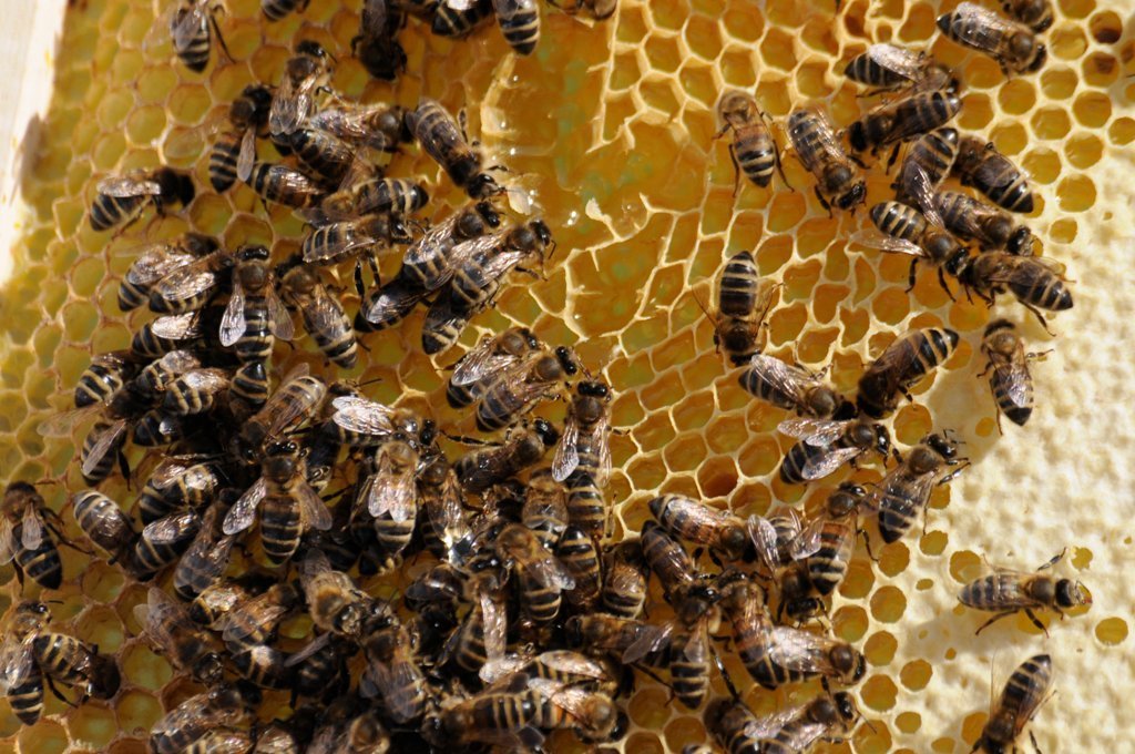 Aguilera reclama la indicación obligatoria del origen en el etiquetado de la miel en toda la UE