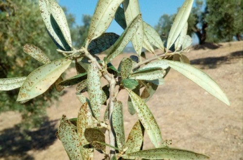 Problemas fitosanitarios emergentes en el olivar andaluz