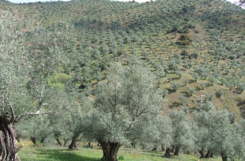 El COI prevé 3,06 Mt de producción mundial de aceite de oliva en la campaña 2018/19