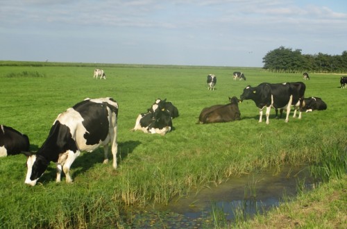 Éxito del control de la paratuberculosis bovina en Euskadi mediante vacunación