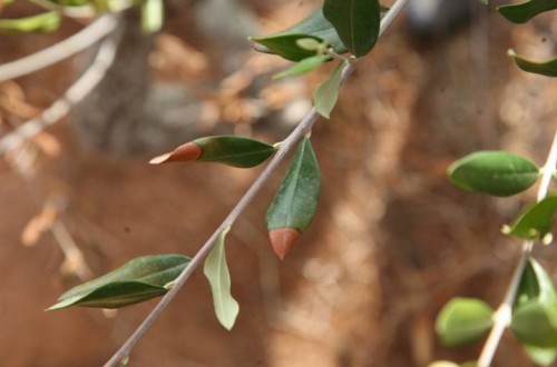 Arranca hoy en Vinaroz el ciclo informativo «Xylella fastidiosa, situaciones y actuaciones en la Comunidad Valenciana»