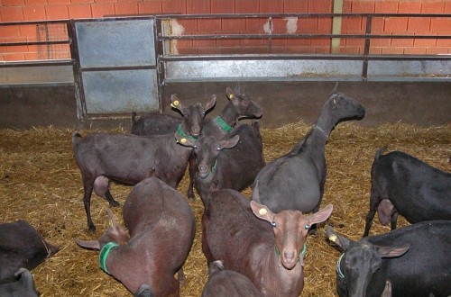 Inlac organiza una jornada de caprino de leche en Antequera el próximo 24 de septiembre